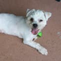 Photo of Gizmo