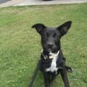 Photo of Tilly ***On Hold***