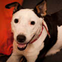 Photo of Snoopy