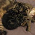 Photo of Spirit (C1592)*Adopted*