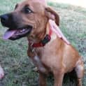 Photo of Nero(d1843)*Adopted*