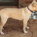 Photo of Claire(d1845)*Adopted*
