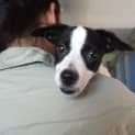 Photo of Puppy Number 1