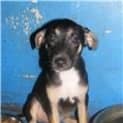 Photo of Tiki