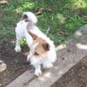 Photo of Roger   Adopted
