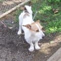 Photo of Roger   Adopted