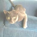 Photo of Merlin