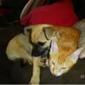 Photo of Martini(d1849)*Adopted*