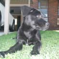 Photo of Nyka ***On Hold***
