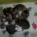 Photo of 8 Week Old Kittens