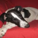 Photo of Patches