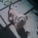 Photo of Daisy
