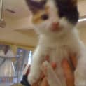 Photo of Sumika