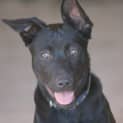 Photo of Boof
