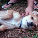 Photo of Puppy (On Trial)