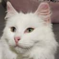Photo of Pearl