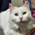Photo of Pearl