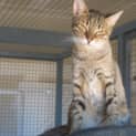 Photo of Paris **Adoption Pending**