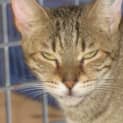 Photo of Paris **Adoption Pending**
