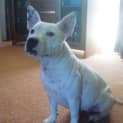 Photo of Sugar
