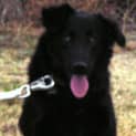 Photo of Indy