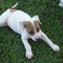 Photo of Tyson