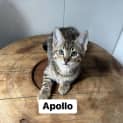 Photo of ♥️ Apollo ♥️