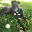 Photo of Ziggy