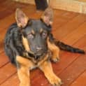 Photo of Alfie(d1847)*Adopted*