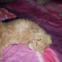 Photo of Cuddles