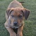 Photo of Jasper ** Such A Good Pup **