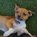 Photo of Opal ** A Divine Pup **