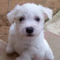 Photo of Neville Adoption Pending