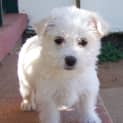 Photo of Albert