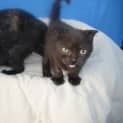 Photo of Rhubarb