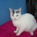 Photo of Bunny