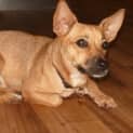 Photo of Bella(d1863)*Adopted*
