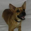 Photo of Bella(d1863)*Adopted*
