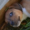 Photo of Opal ** A Divine Pup **