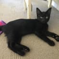 Photo of Chip