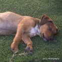 Photo of Jasper ** Such A Good Pup **