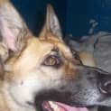 Photo of Gemma On  Trial With Her New Family