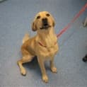 Photo of 2 Labradors In Pound Urgent Urgent Foster Care