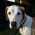 Photo of Honey