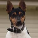 Photo of Bobby   Adopted!!!!!!