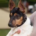 Photo of Bobby   Adopted!!!!!!