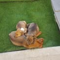 Photo of Opal ** A Divine Pup **