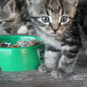Photo of Maow (C1552) *Adopted*