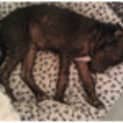 Photo of Taffy