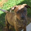 Photo of Amber ** A Divine Pup **